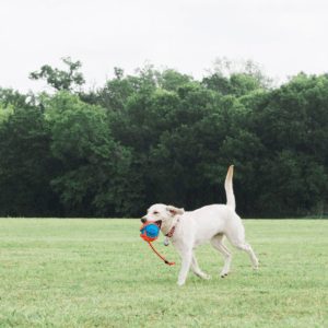 Qual é a melhor bola para cachorro grande e por que ela faz tanta diferença?