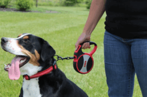 Guias retráteis são seguras? Veja prós, contras e quando usar