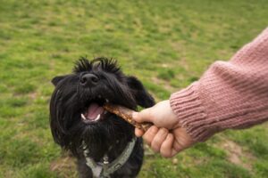 Petiscos para cães: como escolher opções naturais e funcionais?