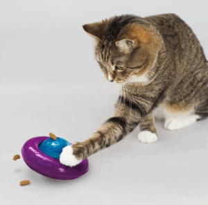 Brinquedos para gatos brincarem sozinhos funcionam mesmo? Veja como estimular seu gatinho.