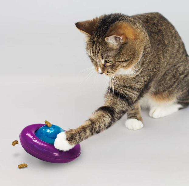 Brinquedos para gatos brincarem sozinhos funcionam mesmo? Veja como estimular seu gatinho.