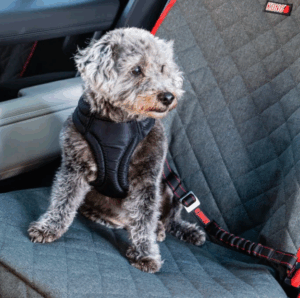 Cintos de segurança para pets no carro realmente protegem?