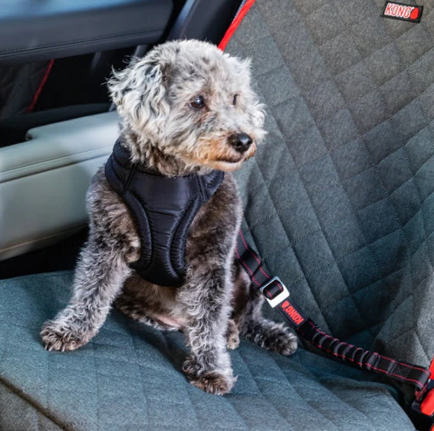 Cintos de segurança para pets no carro realmente protegem?