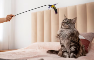 Varinhas para gatos: Por que estimulam tanto o instinto de caça?