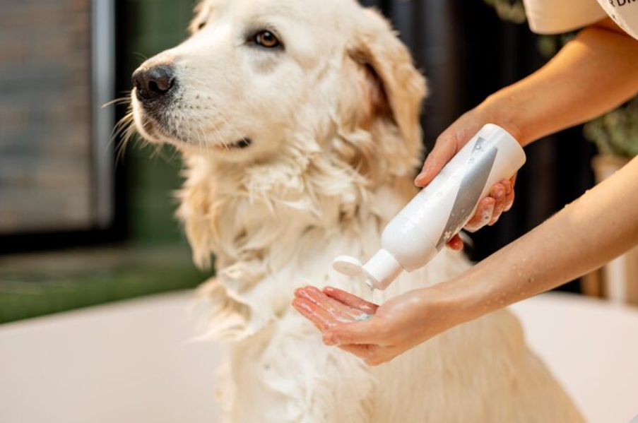 Como escolher o shampoo ideal para o seu cachorro?