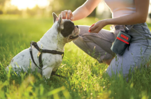 Petisqueiras para adestramento realmente ajudam no comportamento do cão?