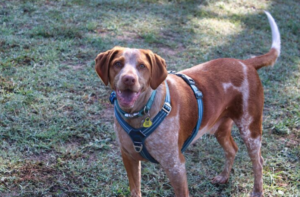 Guia anti puxão: solução eficaz ou apenas um modismo entre os tutores?