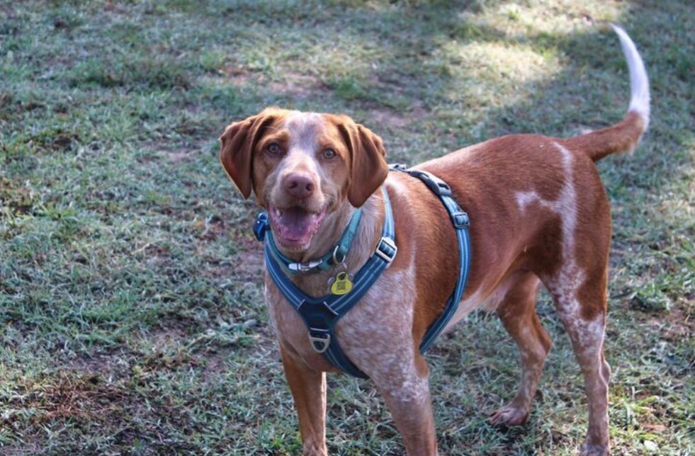 Guia anti puxão: solução eficaz ou apenas um modismo entre os tutores?